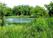 Green trees, grass, and a lake
