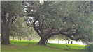 Large, low-hanging oak tree 2
