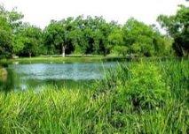 Green trees, grass, and a lake