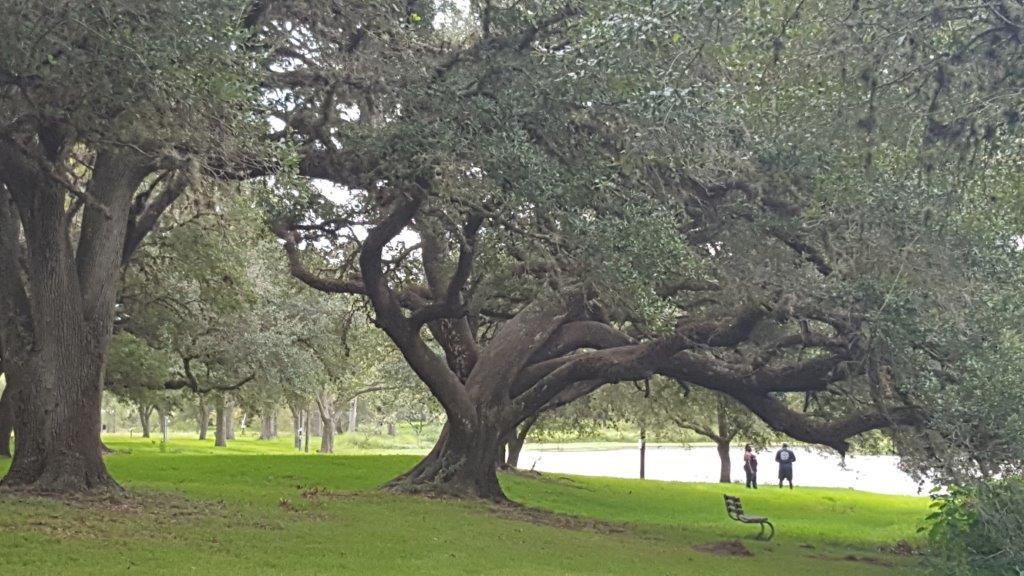 Large, low-hanging oak tree 2