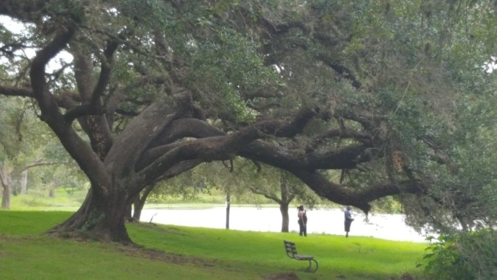 Large, low-hanging oak tree 1