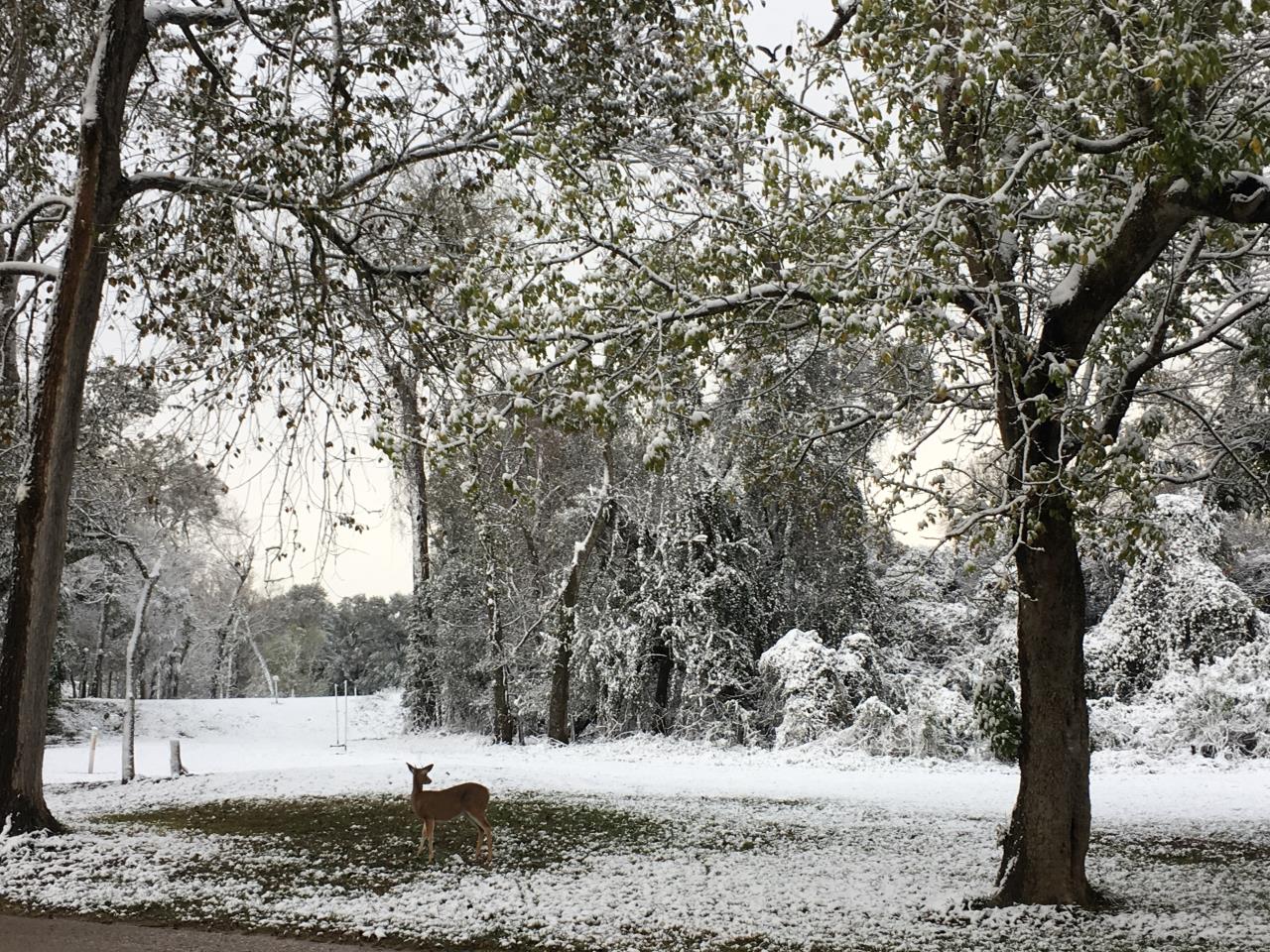 Deer under snowy trees at Riverside (December 8, 2017)