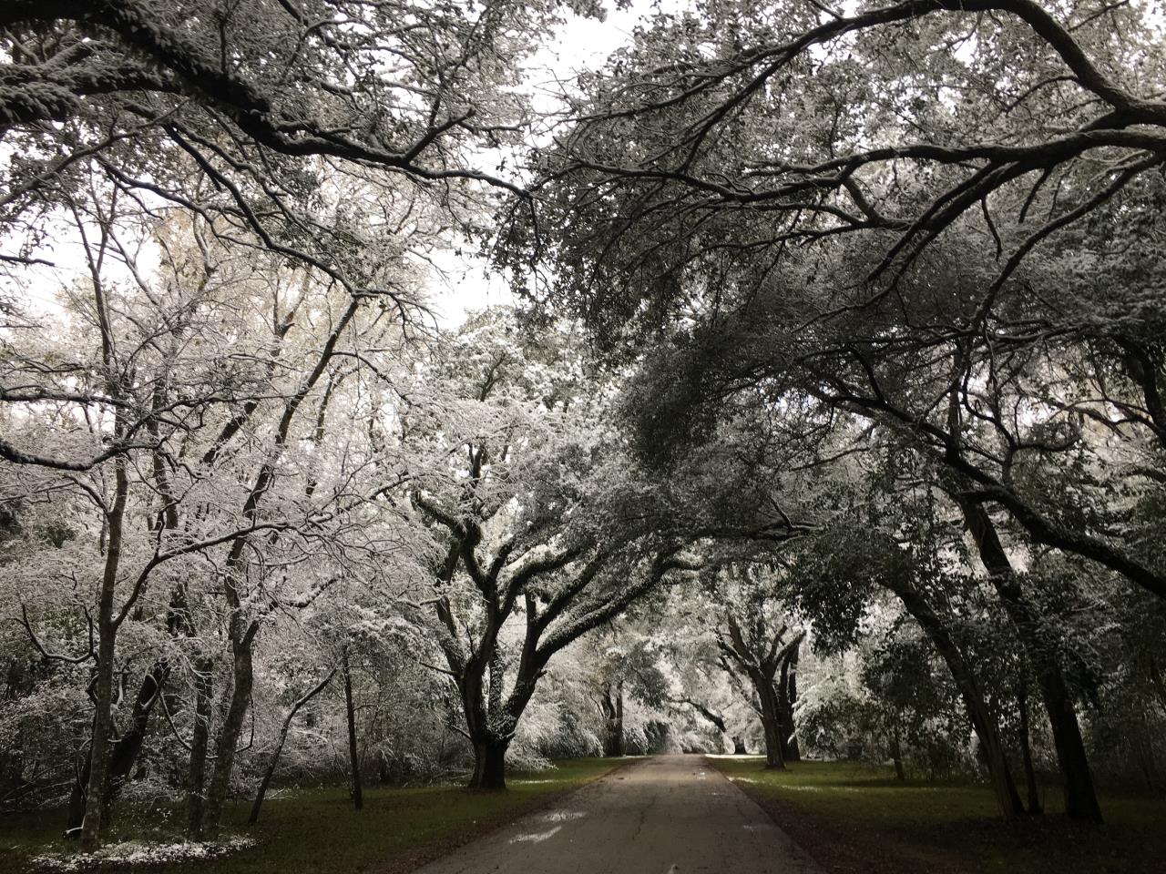 Snowy trees at Riverside (December 8, 2017)