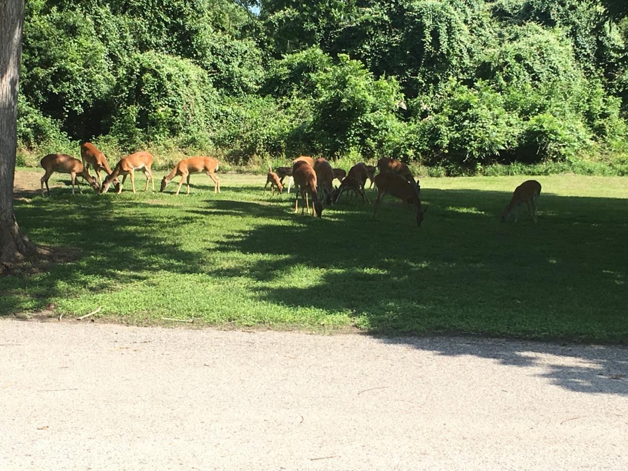 Deer spotted at Riverside during May of 2018