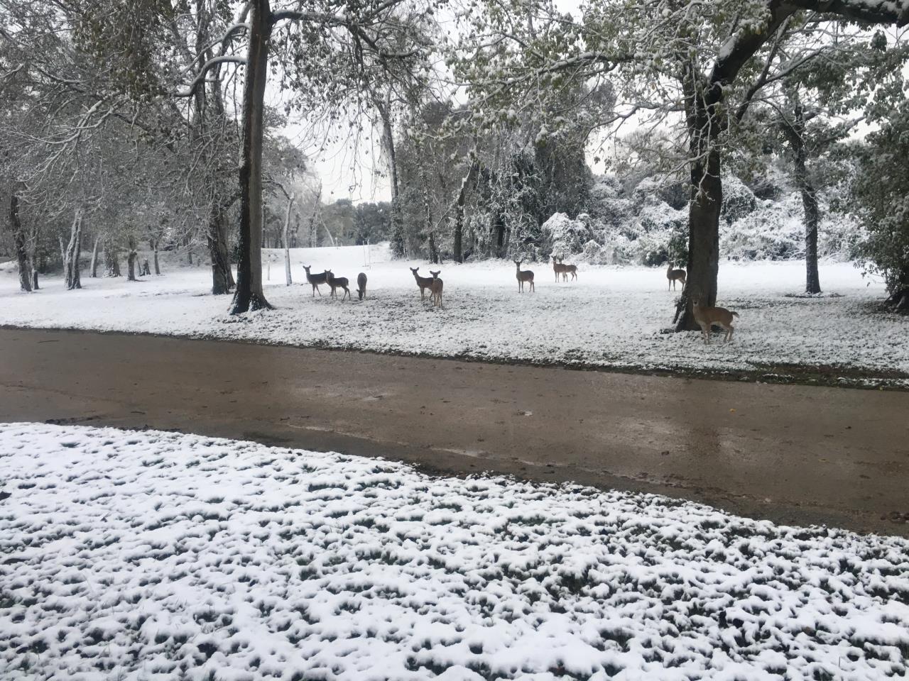 Several deer under the snowy trees at Riverside (December 8, 2017)