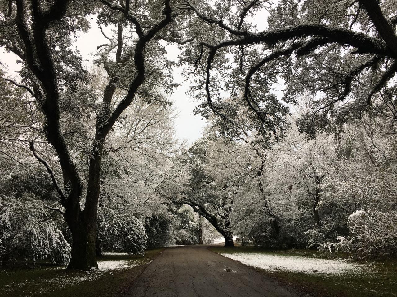 Road under snowy trees at Riverside (December 8, 2017)